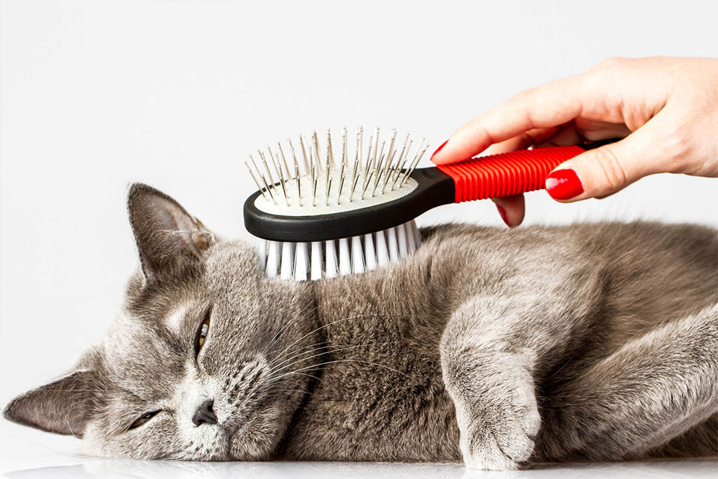 cepillar a un gato