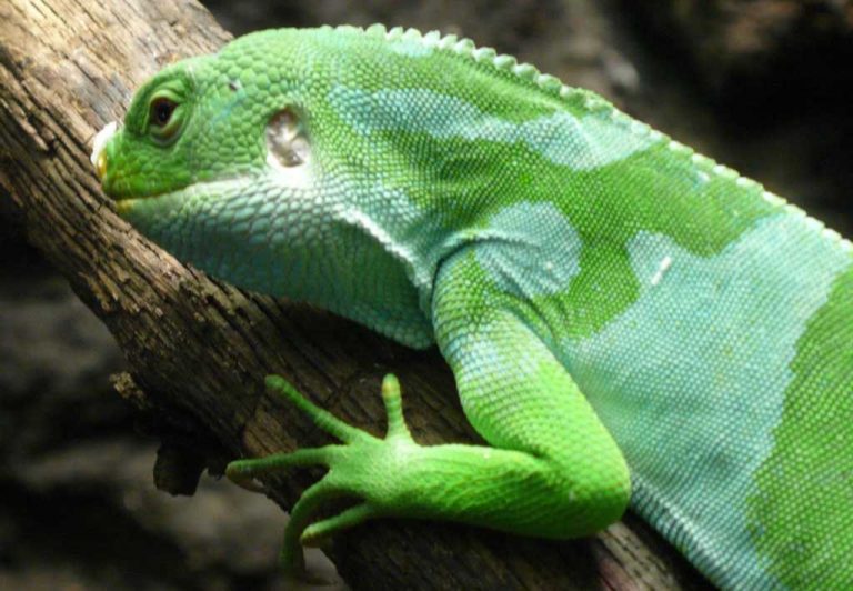 La iguana NO toma café ¡Aprende cuidar bien a tu iguana