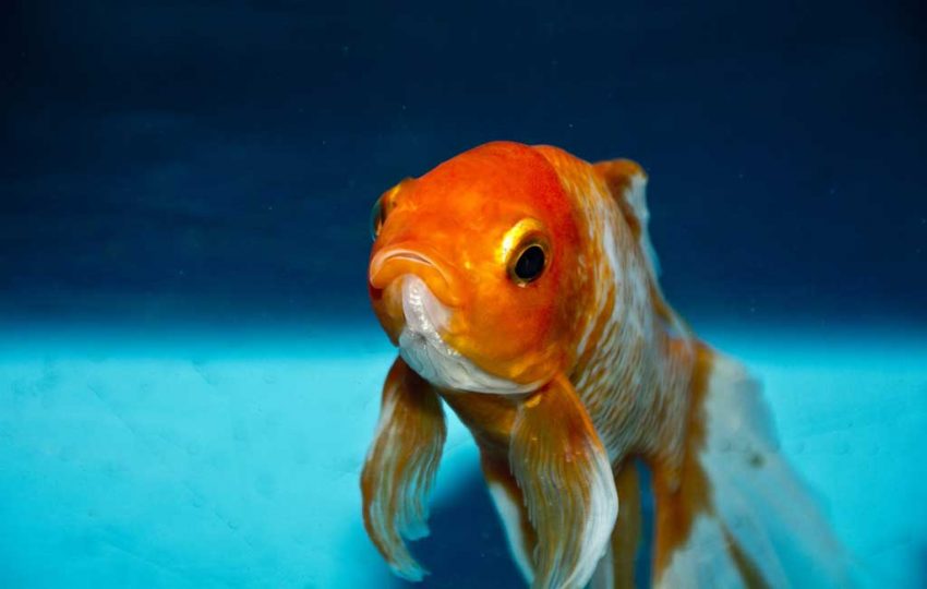 9 datos curiosos sobre los peces dorados que no conocías Makía